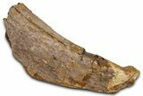 Fossil Dinosaur Bone Section - Wyoming #381172-1